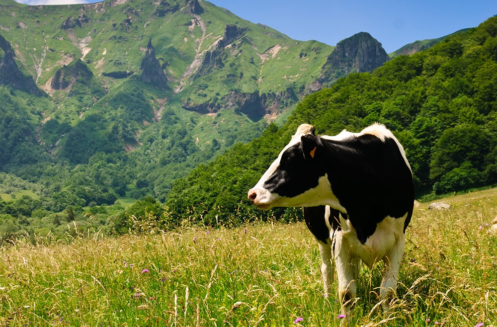 Vache en pâture - fabrication de fromage AOP Auvergne.