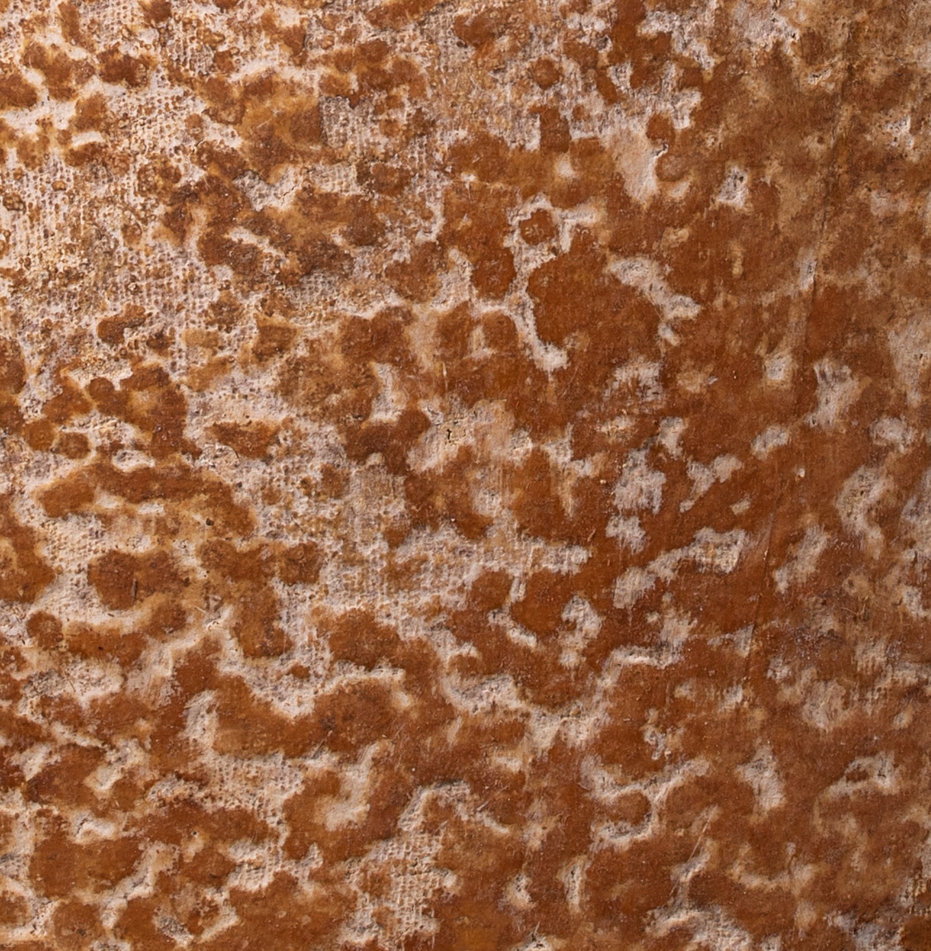 Photo de croûte de Cantal Vieux AOP.